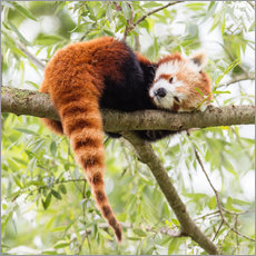 Cuadro de plexi-alu  Panda rojo en una rama de árbol