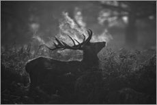 Cuadro de plexi-alu  A large male deer stag bellows out in a cold winter landscape of Richmond park, London. - Alex Saberi