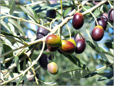 Vinilo para la pared  Olive tree in sunlight