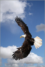 Cuadro de plexi-alu  Freedom on eagle wings