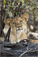 Cuadro de plexi-alu  Cachorro de león masticando una rama - James Hager