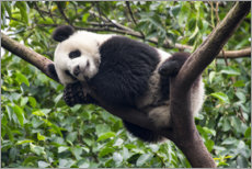 Lienzo  Oso panda durmiendo en un árbol - Jan Christopher Becke