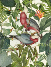 Póster Aves tropicales