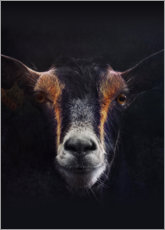 Lienzo  Retrato de una cabra