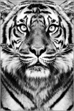 Cuadro de metacrilato  Tigre majestuoso - Sisi And Seb