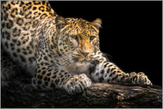 Lienzo  Leopardo en espera - Friedhelm Peters