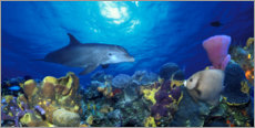 Cuadro de plexi-alu  Delfín nariz de botella en el arrecife de coral