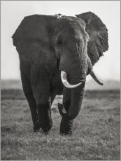 Póster Retrato de un elefante
