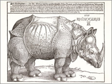 Lienzo  Rinoceronte (alemán) - Albrecht Dürer