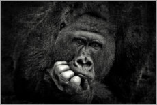 Cuadro de metacrilato  Retrato de un gorila - Antje Wenner-Braun