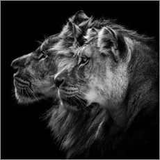 Cuadro de madera  Retrato de león y leona - Laurent Lothare Dambreville