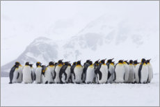 Lienzo  Pingüinos dándose calor - Jaynes Gallery