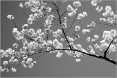 Póster Cerezos en flor (blanco y negro)