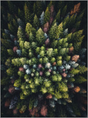Cuadro de madera  Coníferas coloridas desde arriba - Lukas Saalfrank