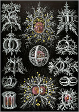 Vinilo para la pared  Stephoidea - Ernst Haeckel
