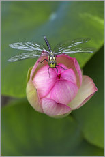 Cuadro de plexi-alu  Flor de loto con libélula - Thomas Herzog