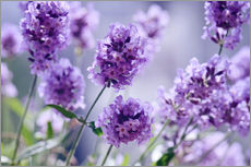 Vinilo para la pared  Lavender scent IV - Atteloi