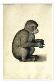 Póster  A Monkey - Albrecht Dürer
