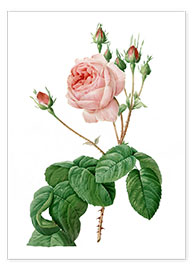 Póster  Provence Rose (Rosa centifolia Bullata) - Pierre Joseph Redouté