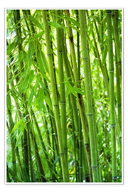 Póster Bosque de bambú