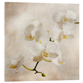 Cuadro de metacrilato  Orquidea blanca - Hannes Cmarits