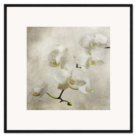Impresión de arte enmarcada  Orquidea blanca - Hannes Cmarits