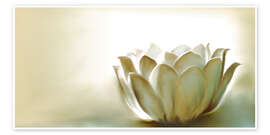 Póster Flor de loto blanca