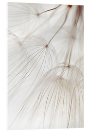 Cuadro de metacrilato  Delicate dandelion - Thomas Herzog