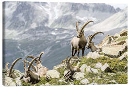 Lienzo  Alpine Ibex - Olaf Protze