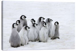 Lienzo  Pollito de pingüino emperador en el hielo - Keren Su