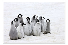 Póster  Pollito de pingüino emperador en el hielo - Keren Su