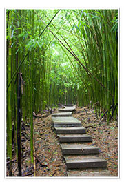 Póster Sendero de madera en el bosque de bambú