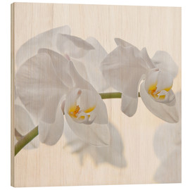 Cuadro de madera  White Orchid - Heidi Bollich