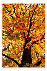 Póster Autumn Tree