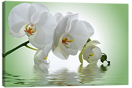 Lienzo  Orquídea con reflejo en el agua - Atteloi