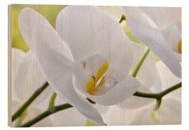 Cuadro de madera  Hermosa orquídea blanca - Atteloi