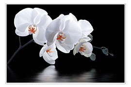 Póster Orquídea con reflejo en el agua III