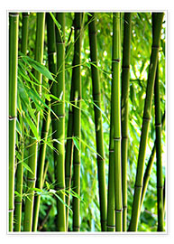 Póster Bambú vertical