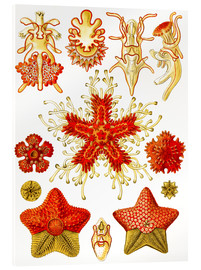 Cuadro de metacrilato  Asteridea, formas artísticas de la naturaleza - Ernst Haeckel