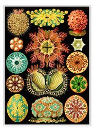 Póster  Ascidiae - Ernst Haeckel
