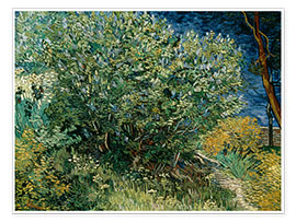 Póster  Arbusto con lilas - Vincent van Gogh