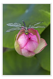 Póster  Flor de loto con libélula - Thomas Herzog
