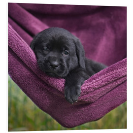 Cuadro de PVC  Labrador Puppy IV - Heidi Bollich