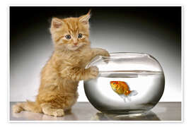 Póster  Ginger cat and fishbowl - Greg Cuddiford