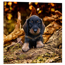 Cuadro de metacrilato  Dachshund puppy 2 - Heidi Bollich