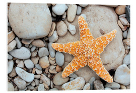 Cuadro de PVC  Estrellas de mar sobre piedras - Tony Craddock