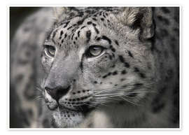 Póster  Snow leopard - Linda Wright