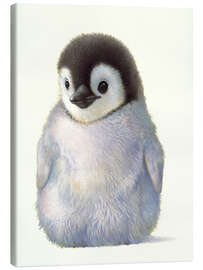 Lienzo  Pequeño pingüino - John Butler