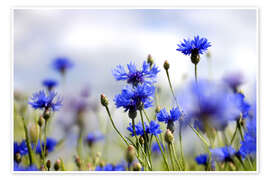 Póster Flores azules en la pradera
