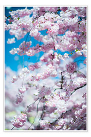 Póster Cherry blossom in spring